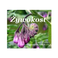 Olej Żywokostowy